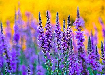 《最终幻想14》整个2023年不会有大型资料片 但仍然有小型更新