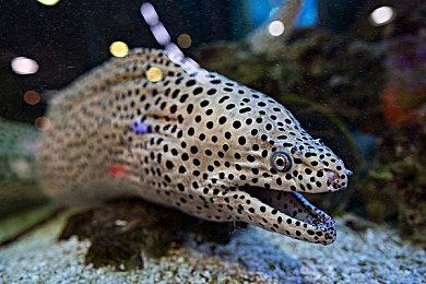 《原子陨落》发布后大受欢迎 玩家数已突破150万